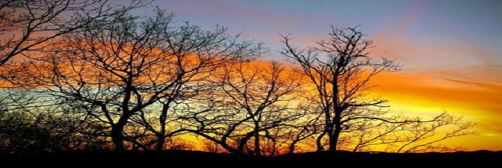 Trees at Dusk.